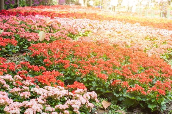 Taman Bunga Begonia Lembang.jpg
