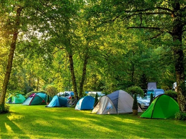 Pine Forest Camp