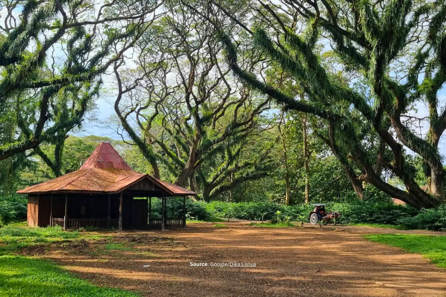 De Djawatan – Hutan Instagramable.webp