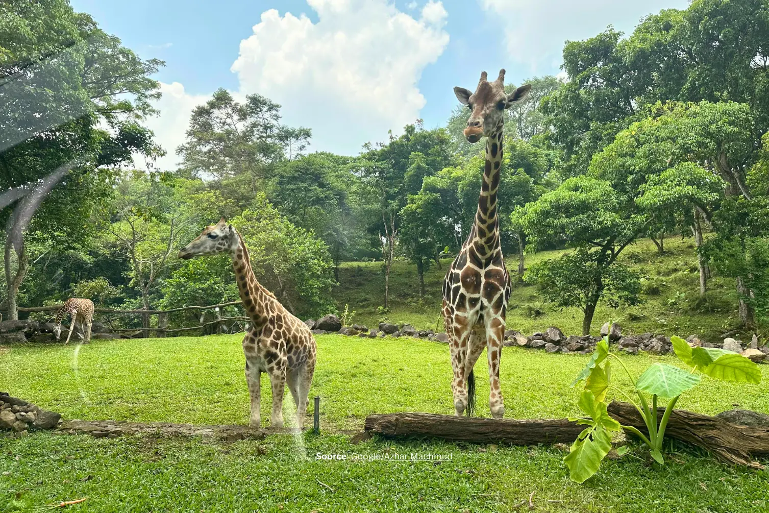 Taman Safari Prigen – Liburan Keluarga Seru.webp