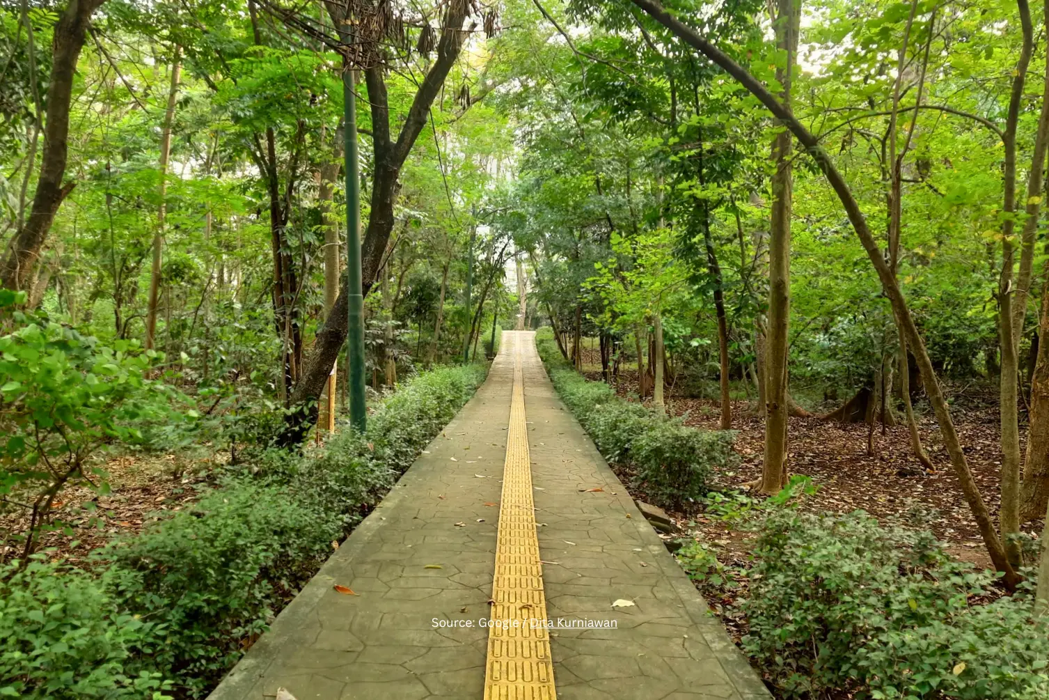 Hutan Kota Srengseng, Jakarta.webp