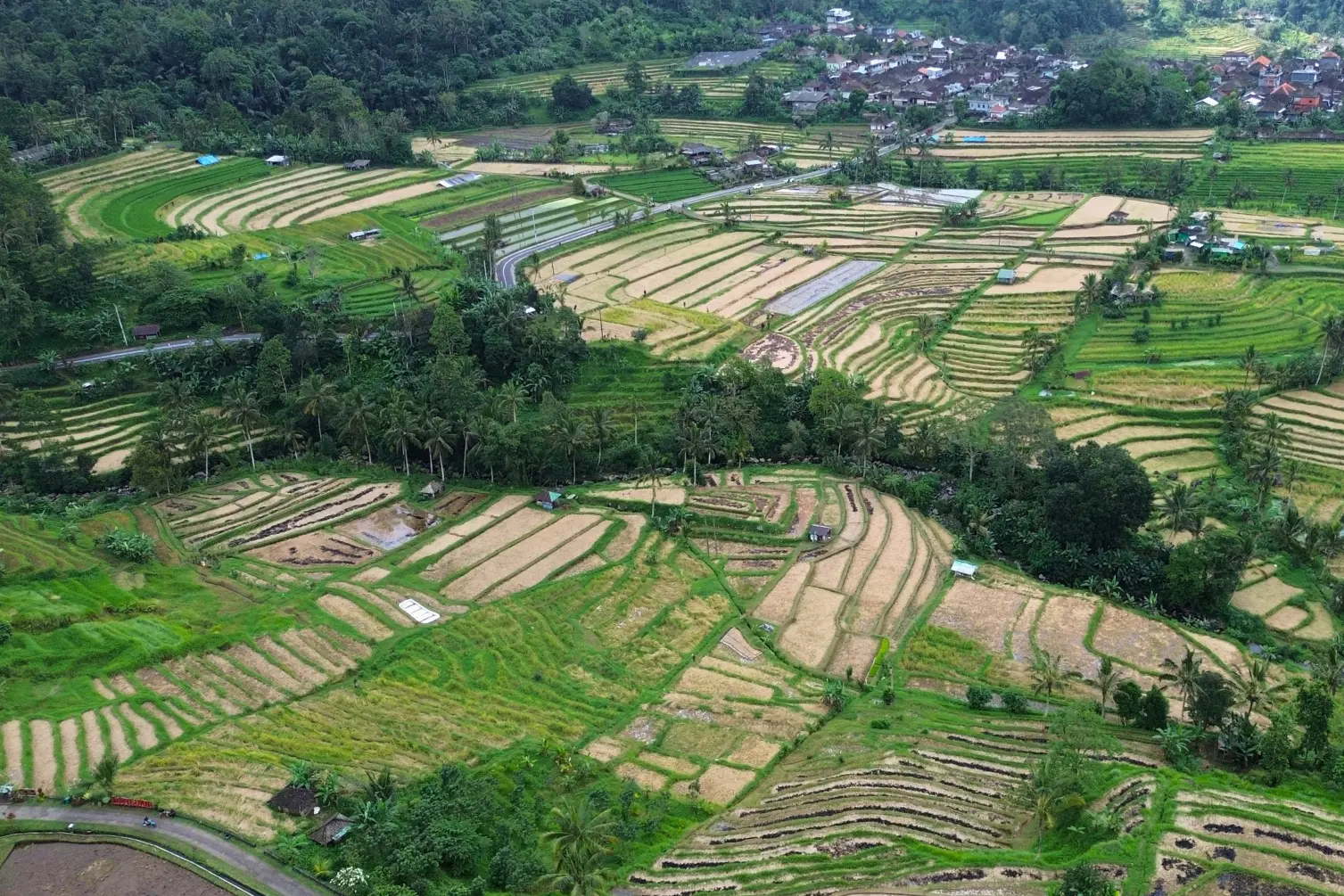 Ubud, Bali.webp